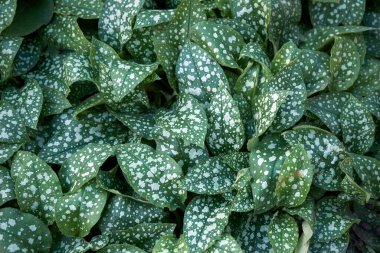 Pulmonaria saccharata Manzarası