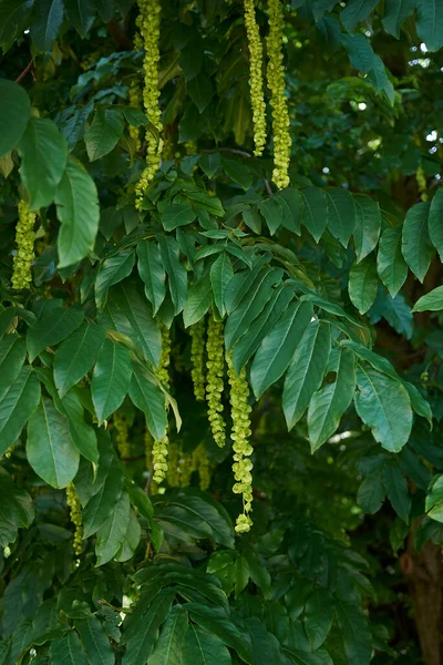 Pterocarya fraxinifolia dallarının görüntüsü