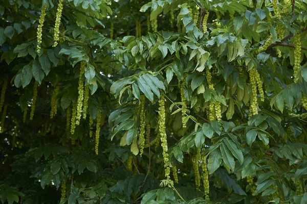 Pterocarya fraxinifolia dallarının görüntüsü
