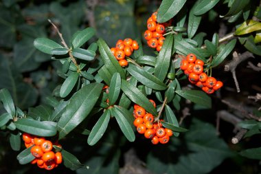 Pyracantha angustifolia portakal meyveli çalılık