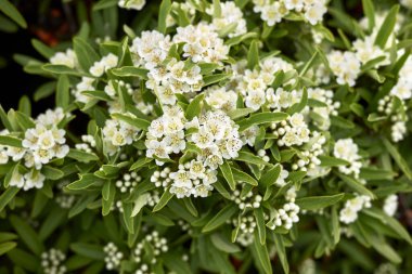 Pyracantha angustifolia çiçek açtı