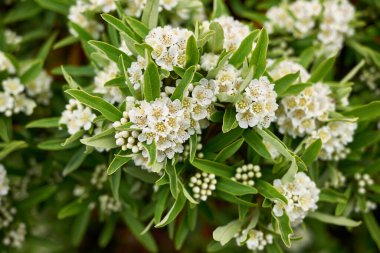 Pyracantha angustifolia çiçek açtı