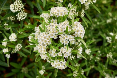 Pyracantha angustifolia çiçek açtı