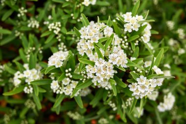 Pyracantha angustifolia çiçek açtı