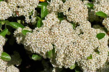 Pyracantha angustifolia çiçek açtı