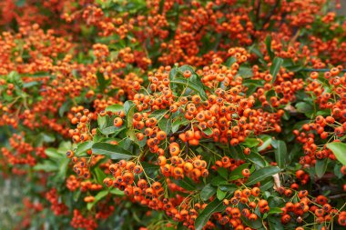 Pyracantha çalılığının kırmızı ve portakal meyvesi