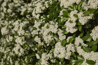 Pyracantha çalısının beyaz çiçeği.