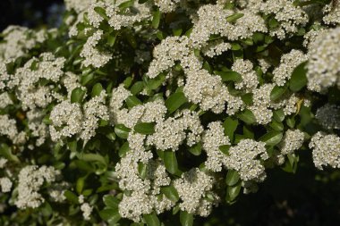 Pyracantha çalısının beyaz çiçeği.