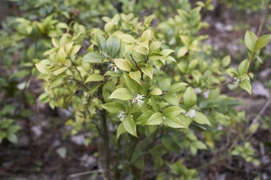 Sarcococca ruscifolia çiçeği