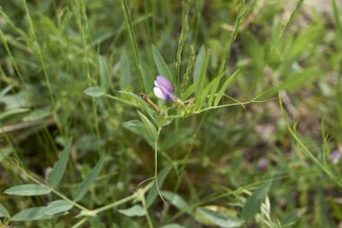 Vicia bithynica yaprakları ve çiçekleri kapatın