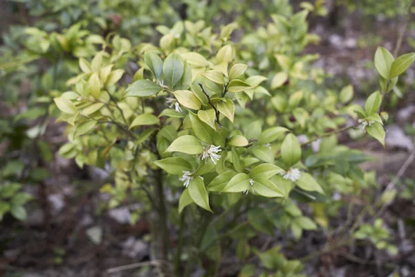 Sarcococca ruscifolia çiçeği