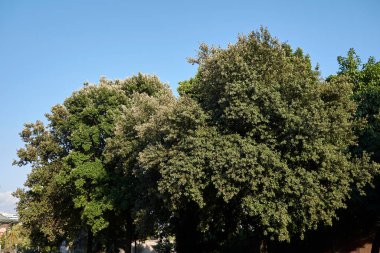 Quercus ilex ağaçlarıyla manzara