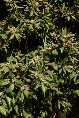 Quercus ilex ağacının kolları