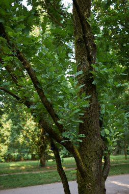Quercus robur fastigiata ağacının taze yaprakları