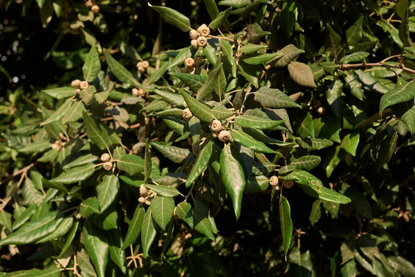 Quercus ilex ağacının kolları