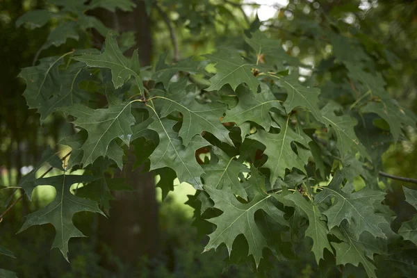 Quercus palustris ağacının dalları