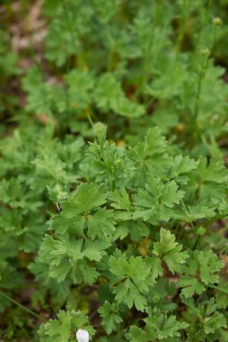 Ranunculus soğanı sarı çiçekler ve dokulu yapraklar.