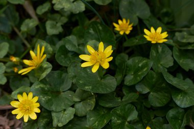 Ficaria Verna 'nın çeşitli yaprakları ve sarı çiçeği