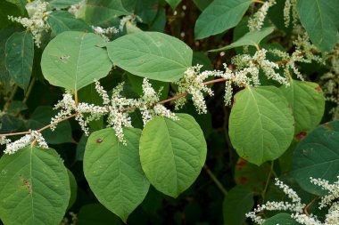 Reynoutria japonica bitkileri çiçek açtı