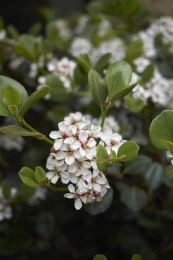 Rhaphiolepis indica beyaz cilt bakımı