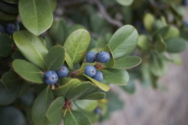 Mavi böğürtlenli raphiolepis indica dalı