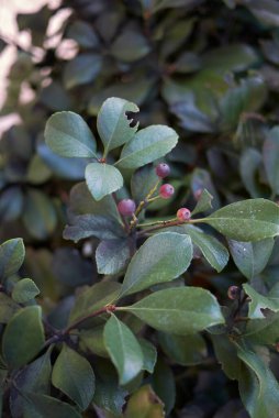 Meyveli raphiolepis indica dalı