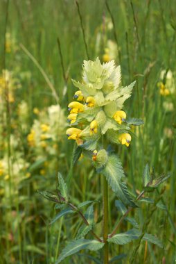 Rhinanthus alectorolophus sarı ve beyaz infloresans