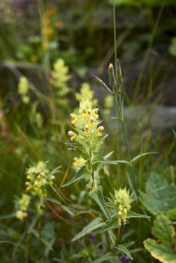 Rhinanthus küçük sarı çiçekler