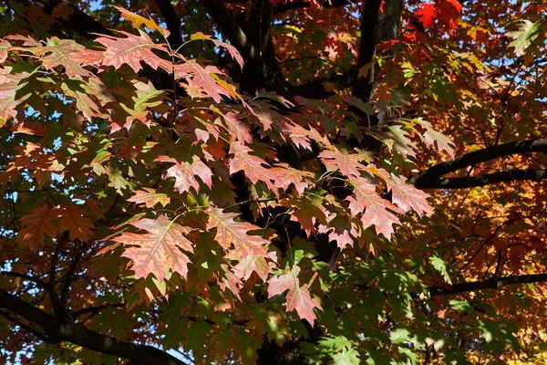 Färgglada Blad Quercus Rubra Träd — Stockfoto