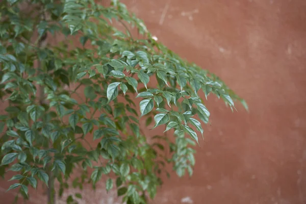 Radermachera sinica Yeşillik yakın