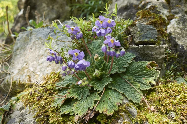 Ramonda Myconi bitkisinin yaprakları ve mor çiçekleri