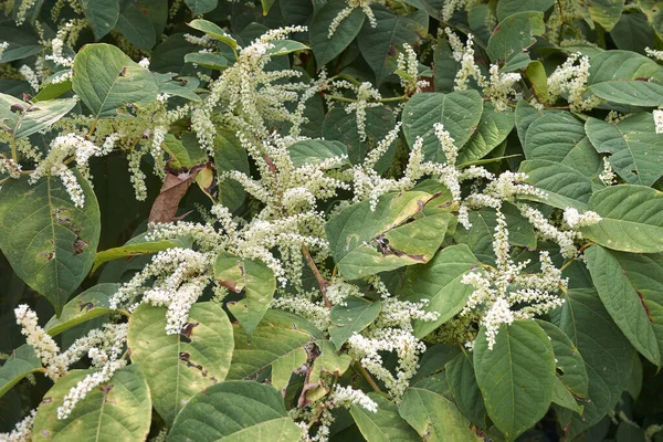 Reynoutria Japonica Plantas Flor — Foto de Stock