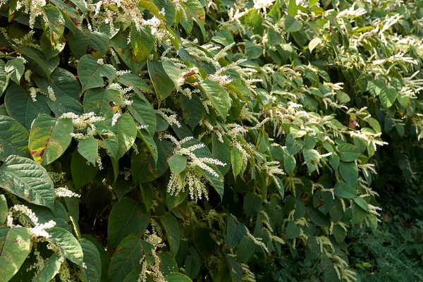 Reynoutria Japonica Plantas Flor — Foto de Stock