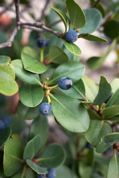 Mavi böğürtlenli raphiolepis indica dalı