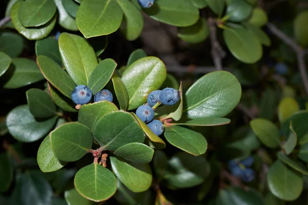 Mavi böğürtlenli raphiolepis indica dalı