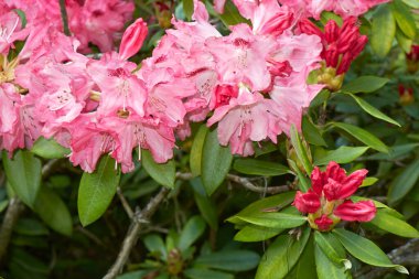 kırmızı kızılötesi, Rhododendron çalılığına yakın.