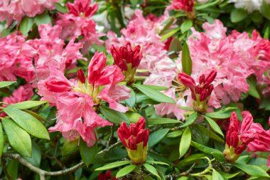 kırmızı kızılötesi, Rhododendron çalılığına yakın.