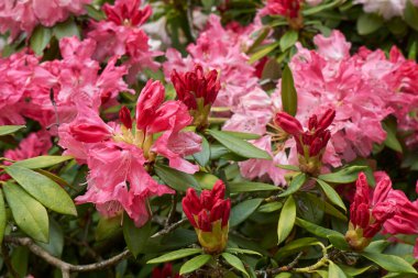 kırmızı kızılötesi, Rhododendron çalılığına yakın.