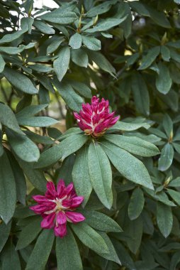 Rododendron çalılığının renkli çiçekleri