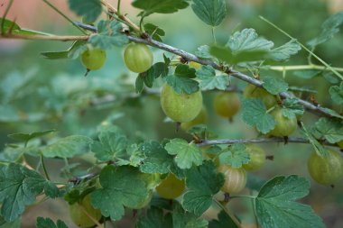 Bitkinin üzerinde kırmızı ve beyaz taze bektaşi üzümü