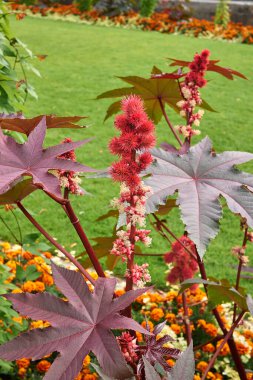 Kırmızı kızıllık ve kırmızımsı Ricinus komünis bitkisi yaprakları