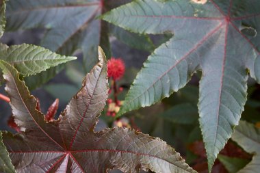 Kırmızı kızıllık ve kırmızımsı Ricinus komünis bitkisi yaprakları