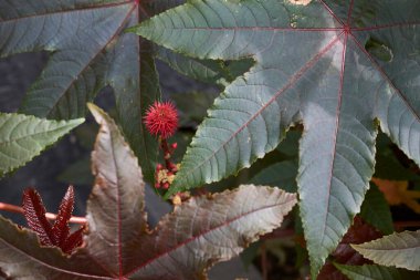 Kırmızı kızıllık ve kırmızımsı Ricinus komünis bitkisi yaprakları