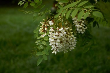 Robinia psödoacia beyaz çiçek
