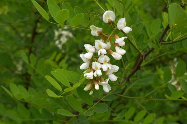 Robinia psödoacia beyaz çiçek