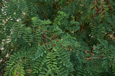 Robinia psödoacia meyveli şubesi