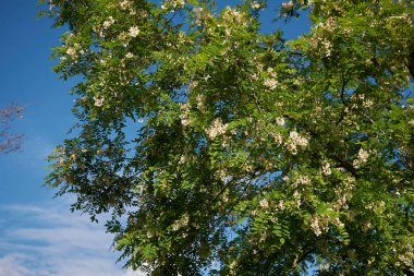 Robinia psödoacia beyaz çiçek