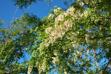 Robinia psödoacia ağacı çiçek açtı