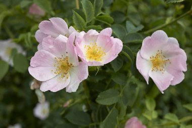 Rosa Canina şubesi Pembe cilt bakımlı