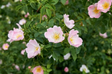 Rosa Canina şubesi Pembe cilt bakımlı